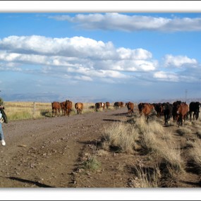 山丹军马场随拍10月4号