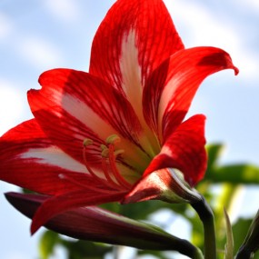 热情奔放红似火