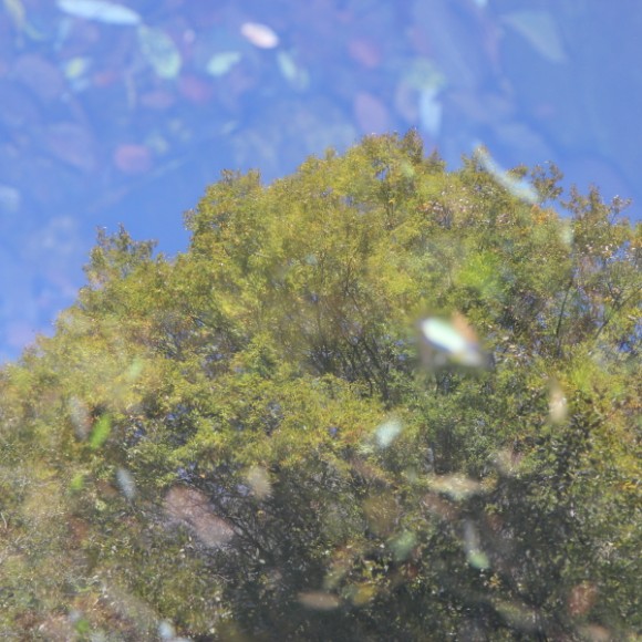 《青山不老，绿水长存》