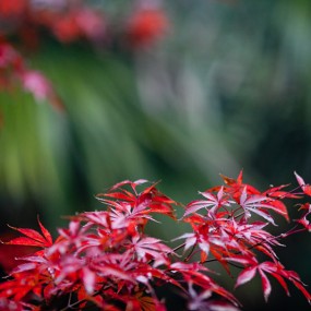 《秋天的一抹红色》