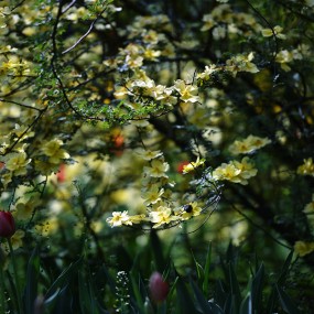 花期晚的郁金香 嘿嘿~