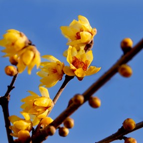 【腊梅迎春】