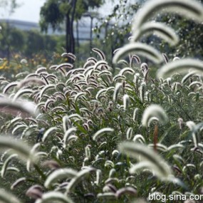 一组狗尾巴花（第一次发片请指教）