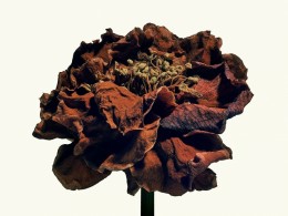 枯萎之美 ｜摄影师Isamu Sawa