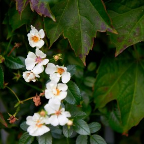 假日的午后，在校园里乱拍