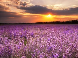 伊犁60000亩薰衣草，花开成海，美哭全世界