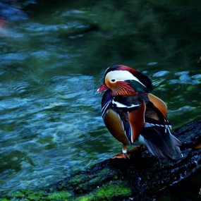 那些纯净的灵魂