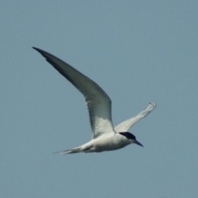 生态保护  美丽浐灞