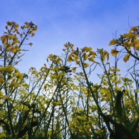 向往春天的那一缕阳光