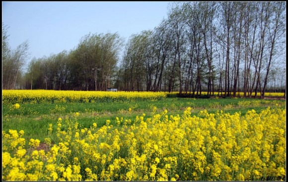 又是一年黄花开