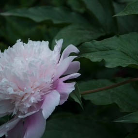 芍药绽红绡，巴篱织青琐。