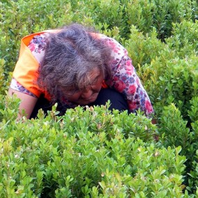 城市绿化带上的劳动者