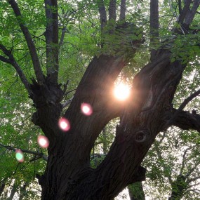 灞桥烟柳与秋日斜阳