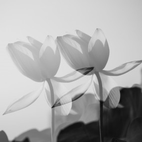 映日荷花别样红