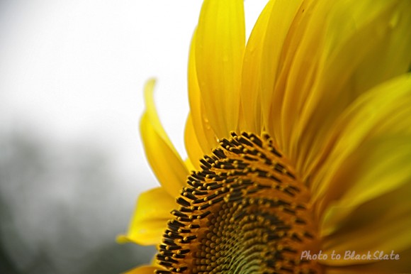 初次发帖请多多指点——临泽小景