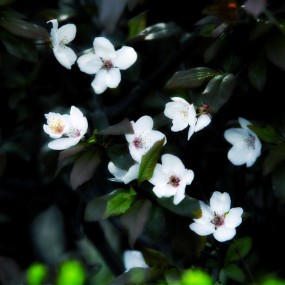 环城西苑乱拍续