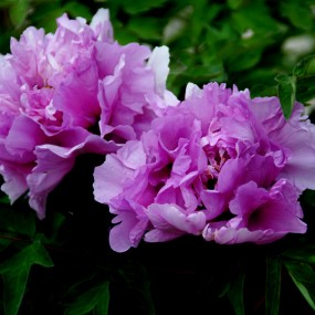 【牡丹】户县牡丹苑拍摄之一