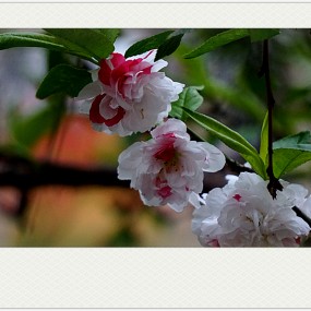 【习 拍】春 —— 一 树 两 色 花 娇 艳