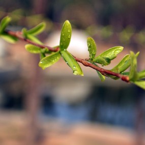 春天真的来了！