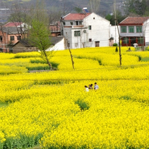汉中油菜花---永远的黄金