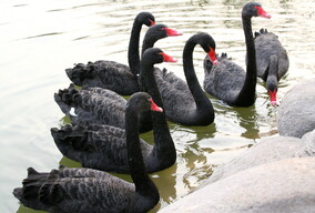 黑天鹅--大唐芙蓉园