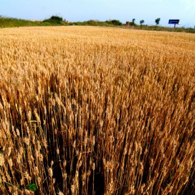 魏连升 摄影作品 ---- 2012《围城》