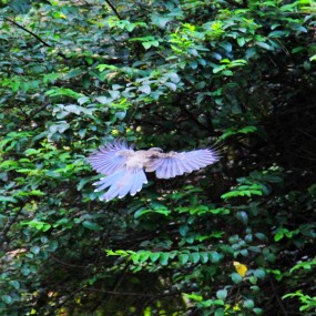 灰喜鹊的爱情故事