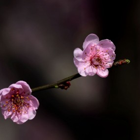 俏不争春之梅花