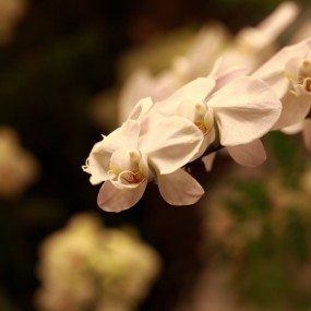 千姿百态蝴蝶兰