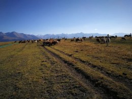 余音袅袅，喀拉峻秋景正好！！