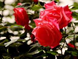 西安雁塔路道旁玫瑰