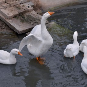 鹅鹅鹅  曲项向天歌