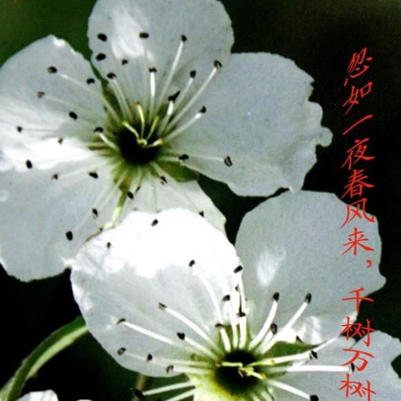一夜春风梨花开