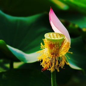 阎良公园拍荷花