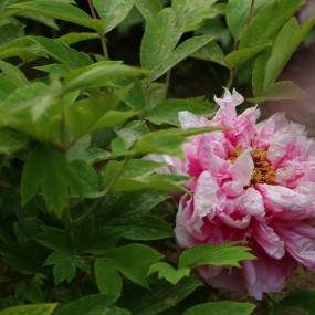 交个作业，牡丹