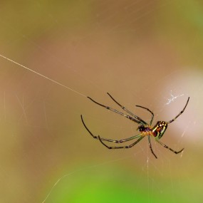 网络高手----蜘蛛