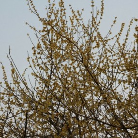 腊梅，请批评！刚才图不知道为什么没有贴上，抱歉！