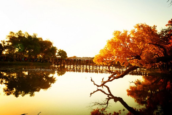 千年胡杨，风情大漠！