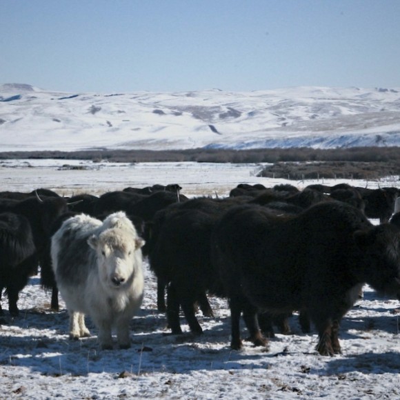 雪韵祁连（十六）冰雪路程