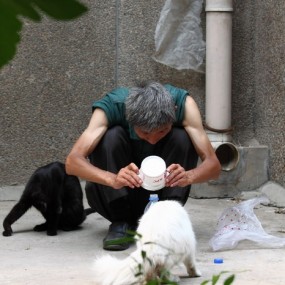 一个人和一群流浪的动物（很久没有被感动了）