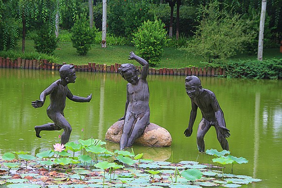 运动公园雨中的荷花