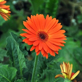 温室里的花朵（随拍）