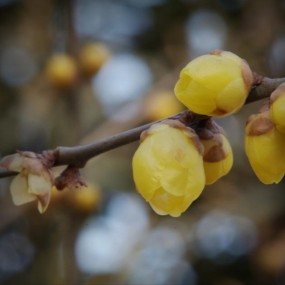 拈来腊梅几朵  独自辩析暗香