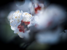 园中杏花正当时