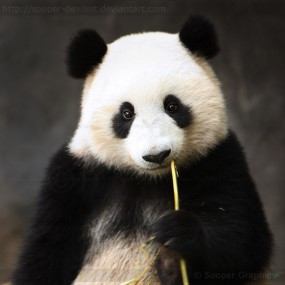 一组创意照片值得学习