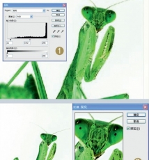 反相打造翡翠螳螂