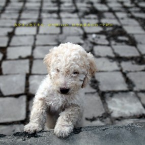 今天整了一只狗，用镜头命名了。。。。