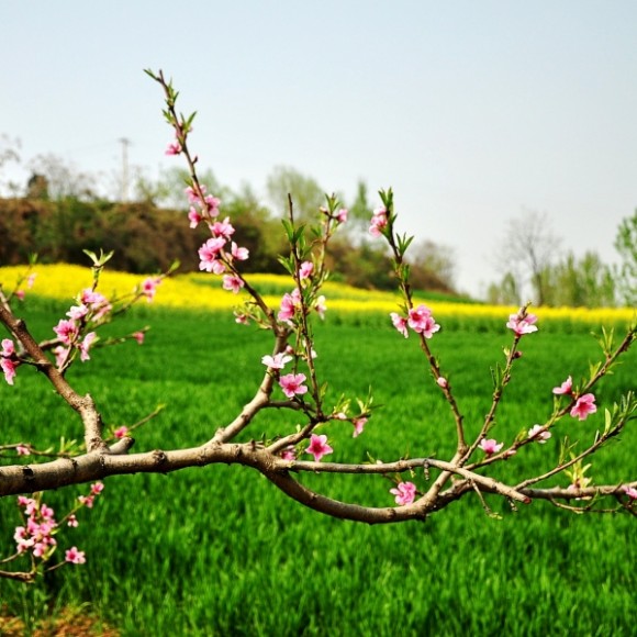 春满长安，美丽杨庄