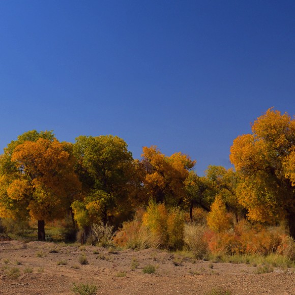 行摄胡杨林之航天城