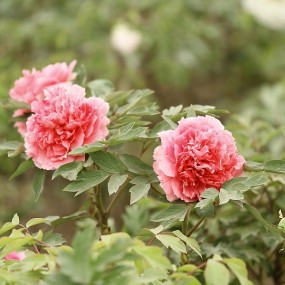 大明宫的牡丹园（一）交作业